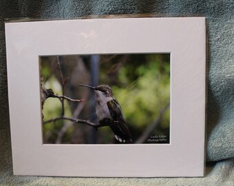 Resting Humming Bird - 8x10 Matted Print