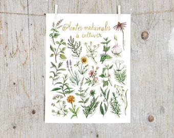 Print Medicinal Plants To Grow | Poster botanical paintings, Print medicinal plants, Herbalism | Gardening | Alternative Medicine