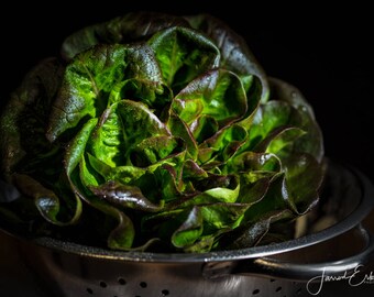 Red Butter Lettuce - Food Photography, Kitchen Decor, Home Decor