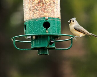 Tufted Titmouse at Feeder 1