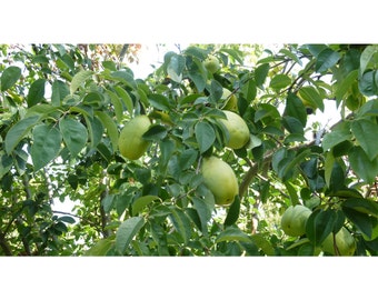 Paw Paw Tree, 2 Potted Plant in 1 Gallon Containers, Healthy Plants, Strong Roots, Fruit Baring Tree, Poor Man's Banana, Asimina triloba