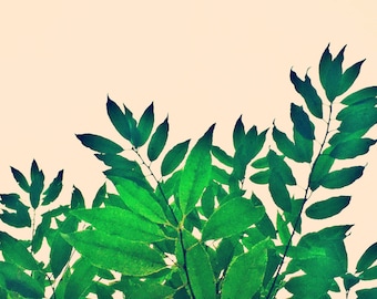 Botanical Bliss - Fine Art Photography