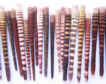 Sea Urchin Spines-1-2"-Set of 20-Sea Urchin Bulk-Sea Urchin-Sea Life Decor-Sea Life Crafts Bulk-Sea Urchin Spines Bulk-Nautical Decor