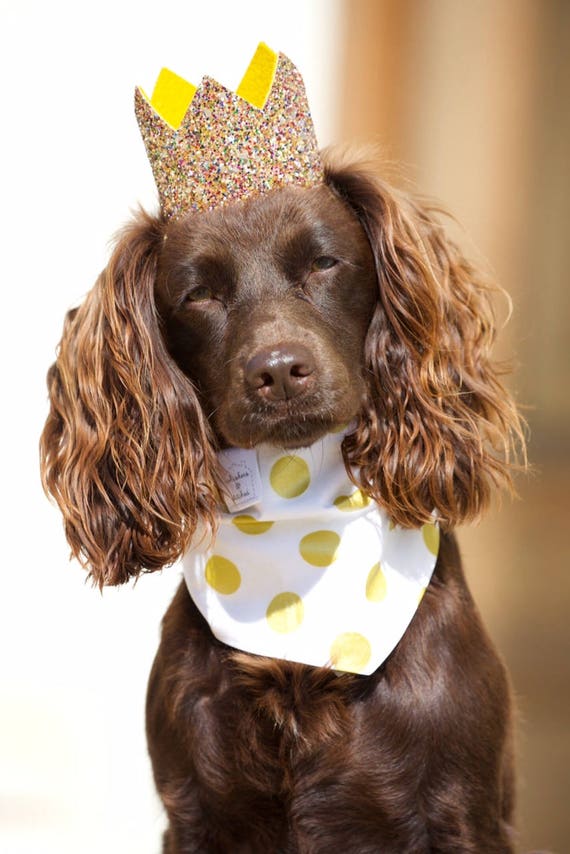 Pet Birthday Hat || Dog Birthday Hat || Cat Kitty Puppy Pig Birthday Hat || Pet Birthday Crown || Dog Clothes
