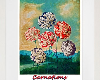 Carnations Botanical Art Print Flowers Decor Poster (ZT355)