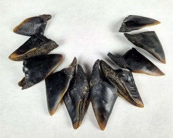 2-3" Real Deer Toes DRILLED animal foot feet hoof hooves