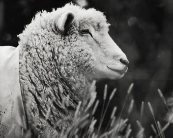Farm Life - 5x7 Fine Art Photograph