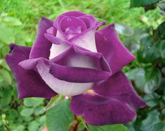 20 Rare Purple White Rose Flower Seeds Garden Plant