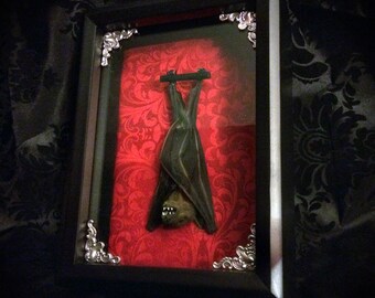 Real Taxidermy Bat Shadowbox - Real Bat - Gothic Gift - Bat Gift - Gothic Decor - Halloween Decor - Christmas Gift - Bat Decoration