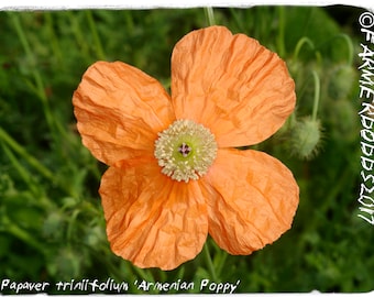 Papaver triniifolium ‘Armenian Poppy’ 200+ SEEDS