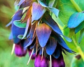 25 Cerinthe Major BLUE SHRIMP Plant Flower Seeds / Easy to grow annual