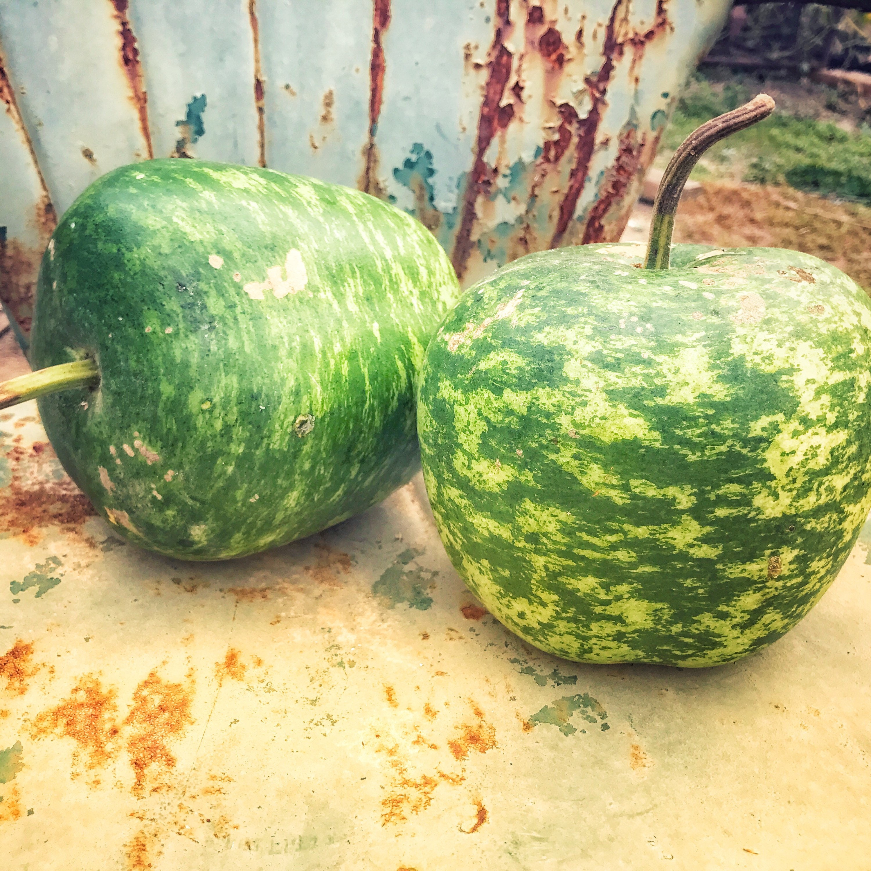 Apple Gourd Seeds Heirloom Gourds Lagenaria siceraria Easy