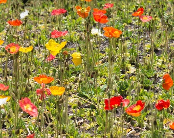 Poppies Photo // Poppies Photograph // Poppies Fine Art Photo // Poppies Fine Art Photograph // Illinois Photography // Panoramic Photos