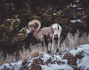 Big horn sheep print/post card