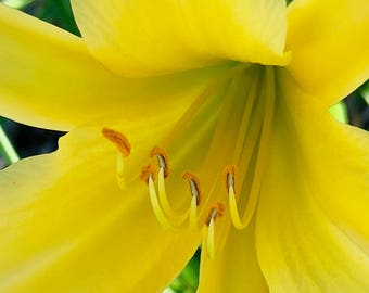 Yellow Lily Flower Photo for Charity