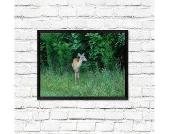 Photo print, Mammoth Cave, Kentucky, deer, travel gift, wall décor, photographic art, landscape print, landscape photography, nature print