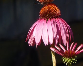 Painted Lady butterfly on a pink coneflower