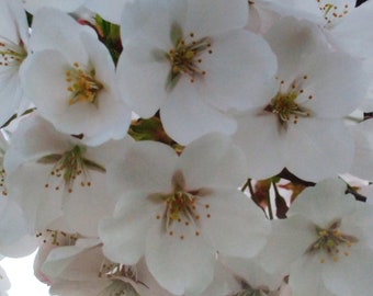 Photo: Cherry Blossoms