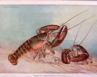 Lobster Art Print 1924 Vintage Lithograph Tropical Beach House Home Office Kitchen Decor Hashime Murayama Watercolor Book Plate Tilefish