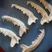 A Quality Coyote Lower Jaw - Unmatched Sides Only - 1 Piece - Stock No. COYLJA