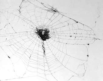 Spider Web | Argiope Spider Orb Web | Real Spider Web | Framed Spider Web