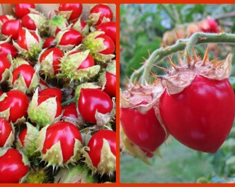 Litchi Tomato 10 Seeds, Morelle De Balbis Sweet fruits all summer long