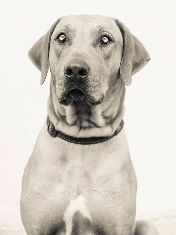 Dog Print. Rhodesian Ridgeback, Dog Portrait, Animal Portrait, Beautiful Dog, Black and White Print, Limited Edition, Pet Portrait.