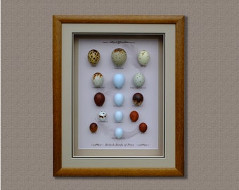 Birds of Prey Replica Eggs Set,Handcrafted,Framed ,Free Shipping.