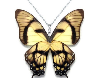 Handmade Real Butterfly Wing Necklace / Pendant (WHOLE Eurytides Dolicaon - W131)