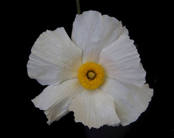 White Flower - Fine Art Print or Canvas
