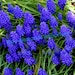 Grape Hyacinths, Very Hardy Spring Perennial Flower, 36 Young Bulbs