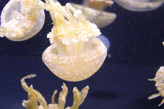Upside down Jellyfish--matted and framed photo