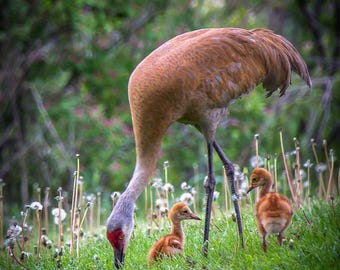 Sweet Family of Cranes