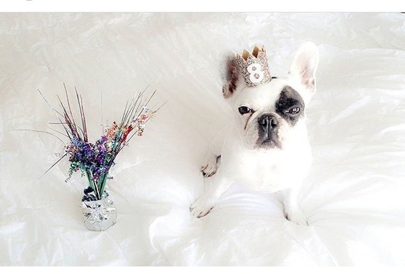 Pet Birthday Party || Pet Party Hat || Dog Cat Goat Pig Birthday Item || Pet Costume