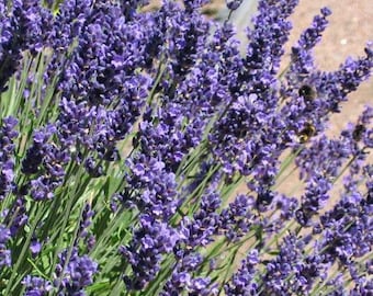 English Lavender Seeds 200 Organic NonGMO Hand Picked Bio Season 2017 Fresh New From Switzerland Flower Perennial Own Production Flowers