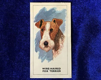 1967 Wire Fox Terrier Dog Art Bishops Stortford Dairy Farmers Card U.K. Mother's Day!