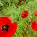 5 000+ Red Poppy Flower Seeds, Papaver rhoeas, Corn poppy 5 000+ Seeds, Whild Poppies seeds, Papaver rhoeas poppies seeds.