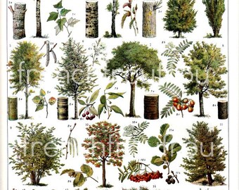 vintage french illustration forest trees digital download learning board
