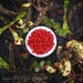 The Red Lucky Seeds or Seeds of The Precious Saga Tree (Adenanthera Pavonina) for Your Handmade Beads Bracelet, Necklace or Earrings Jewelry