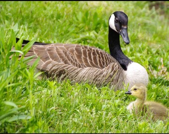 Mama Goose and Gosling