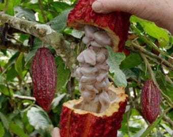 10 SANCHEZ CACAO SEEDS Best Variety! *Rare* *Exotic* *Organic* Theobroma cacao