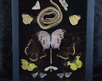 Forever Flying, Real Insect Art - FREE SHIPPING