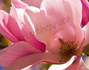 Fine Art Photography-Magnolia Time