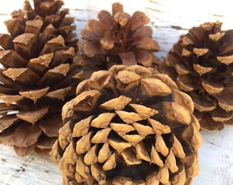 12 Real Pine Cones - Christmas Decor - Wyoming Pine Cones - Wedding Decor - Natural Embellishment - Holiday Crafts - Nature Inspired Crafts