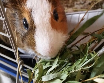 10 Chinchilla or Guinea Pig Willow Wreaths: Chew Toys/Treats for your Special Pet