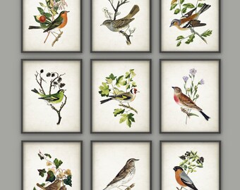 Bird Art Print Set of 9 - Vintage Bird Home Decor - Antique Bird Book Plate Illustration - Bird Poster - Bird Print - Bird Picture - AB427
