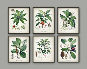 Green Plant Wall Decor Set Of 6 #2 - Vintage Botanical Posters - Green Plant Wall Decor - Botanical Art Illustration Giclee Picture - AB656