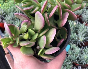 Trailing Jade (4in Succulent)