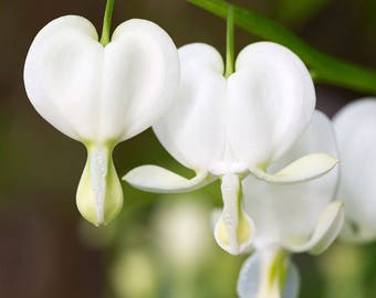 Bleeding Hearts Whisper White | Trio (3) of Bleeding Heart Plants