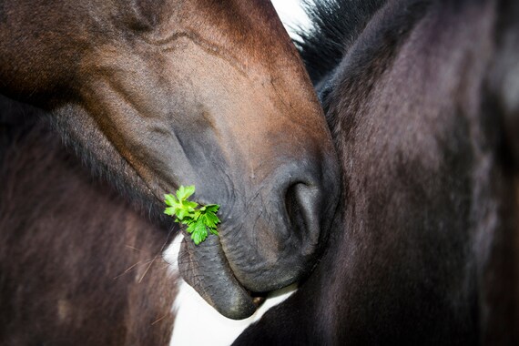 THE OFFERING. Horse Print, Equine Print, Photographic Print, Limited Edition, Horse Picture